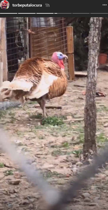 talkingturkey.jpg