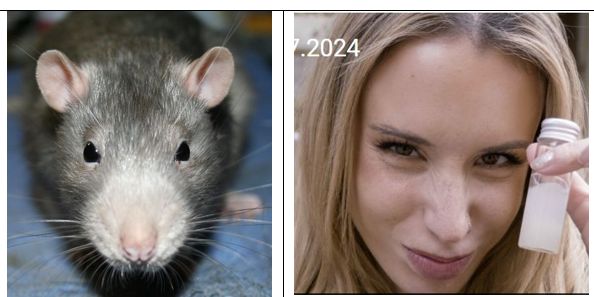 rat.jpg